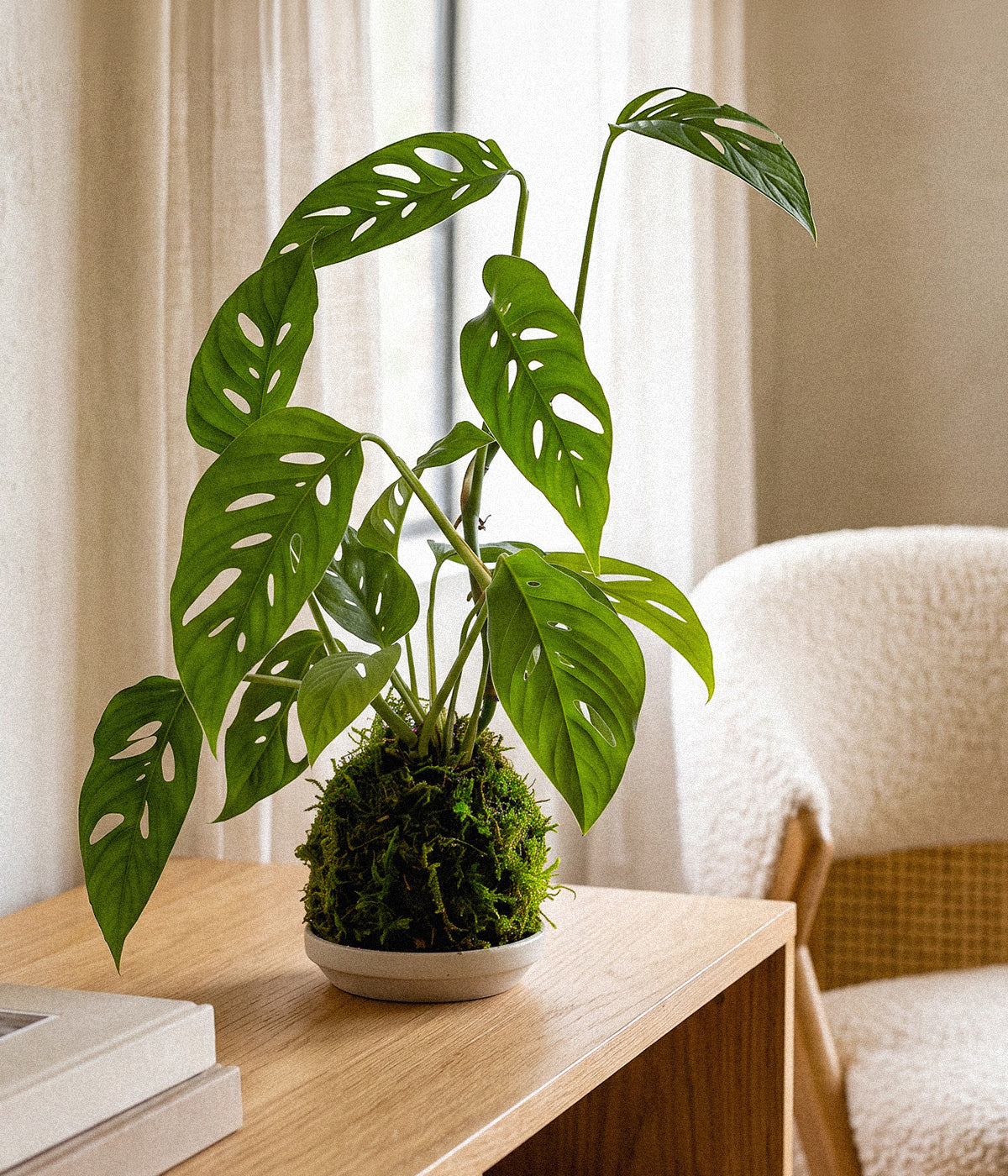 Monstera Swiss Cheese Kokedama