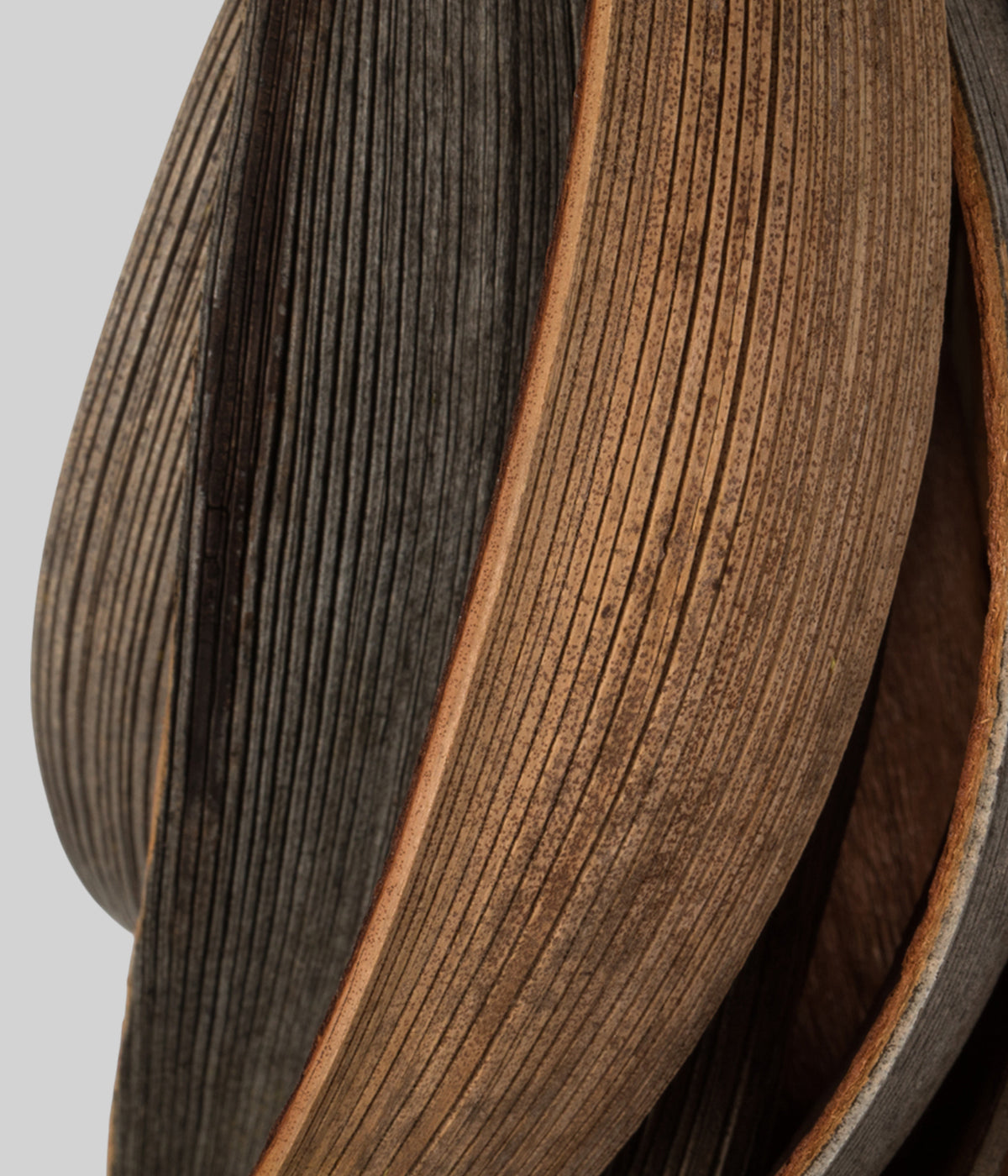 Close-up of dried palm paddles showing natural ribbed texture and color variation