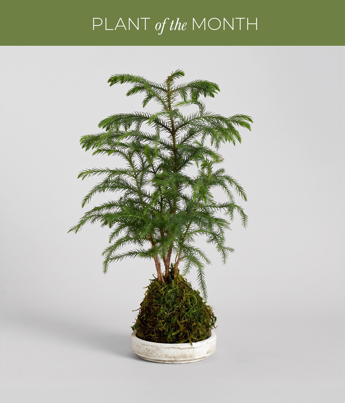 Norfolk Pine Kokedama
