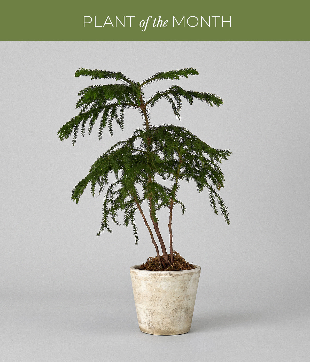 Norfolk Pine, Potted