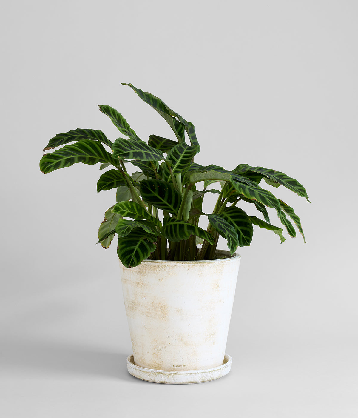 Textured white terra cotta planters with drainage and matching trays for statement greenery