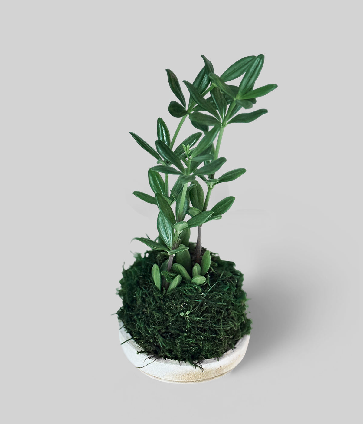 Peperomia Kimnachii Kokedama