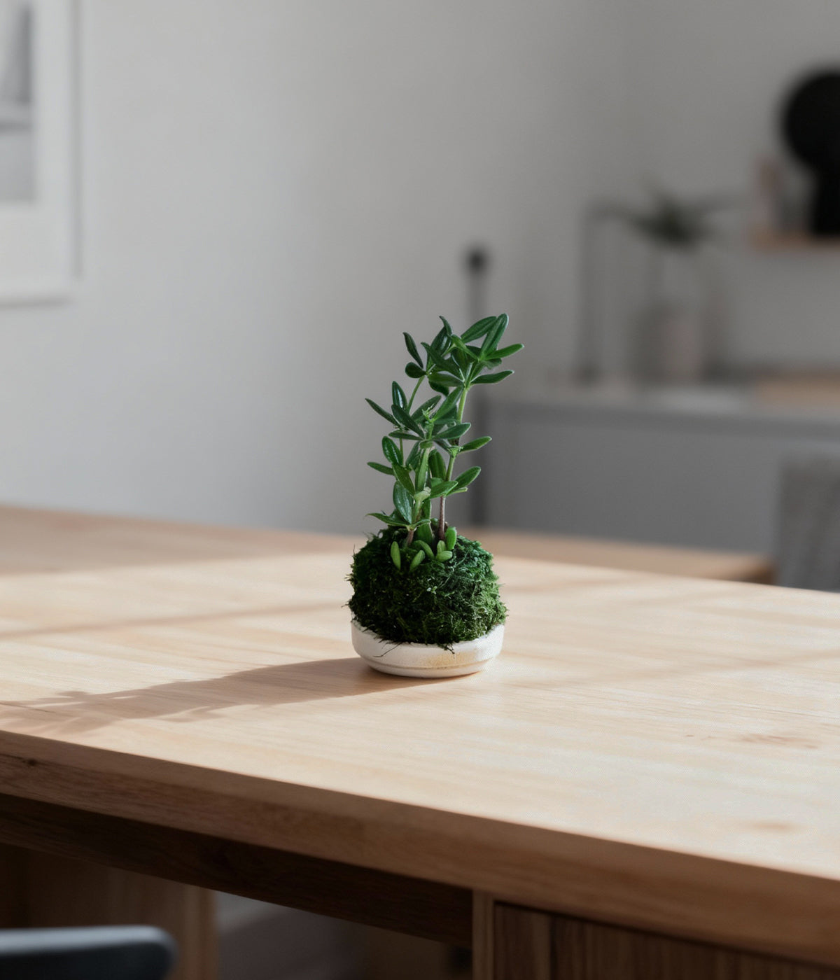 Peperomia Kimnachii Kokedama