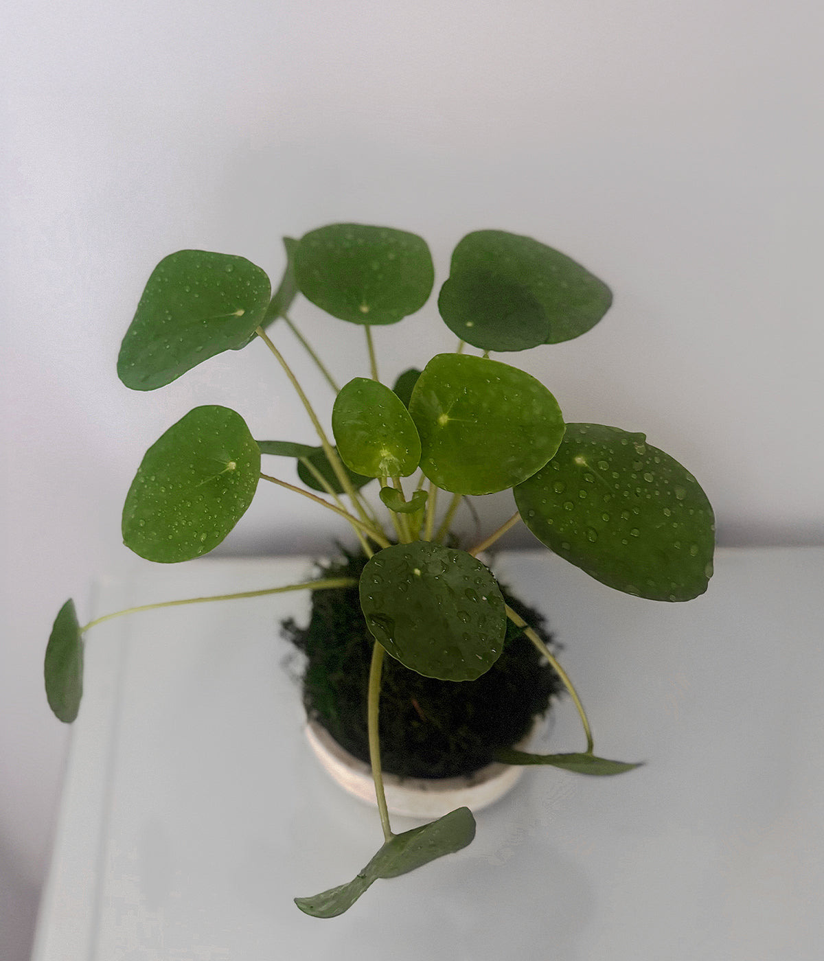 money tree plant