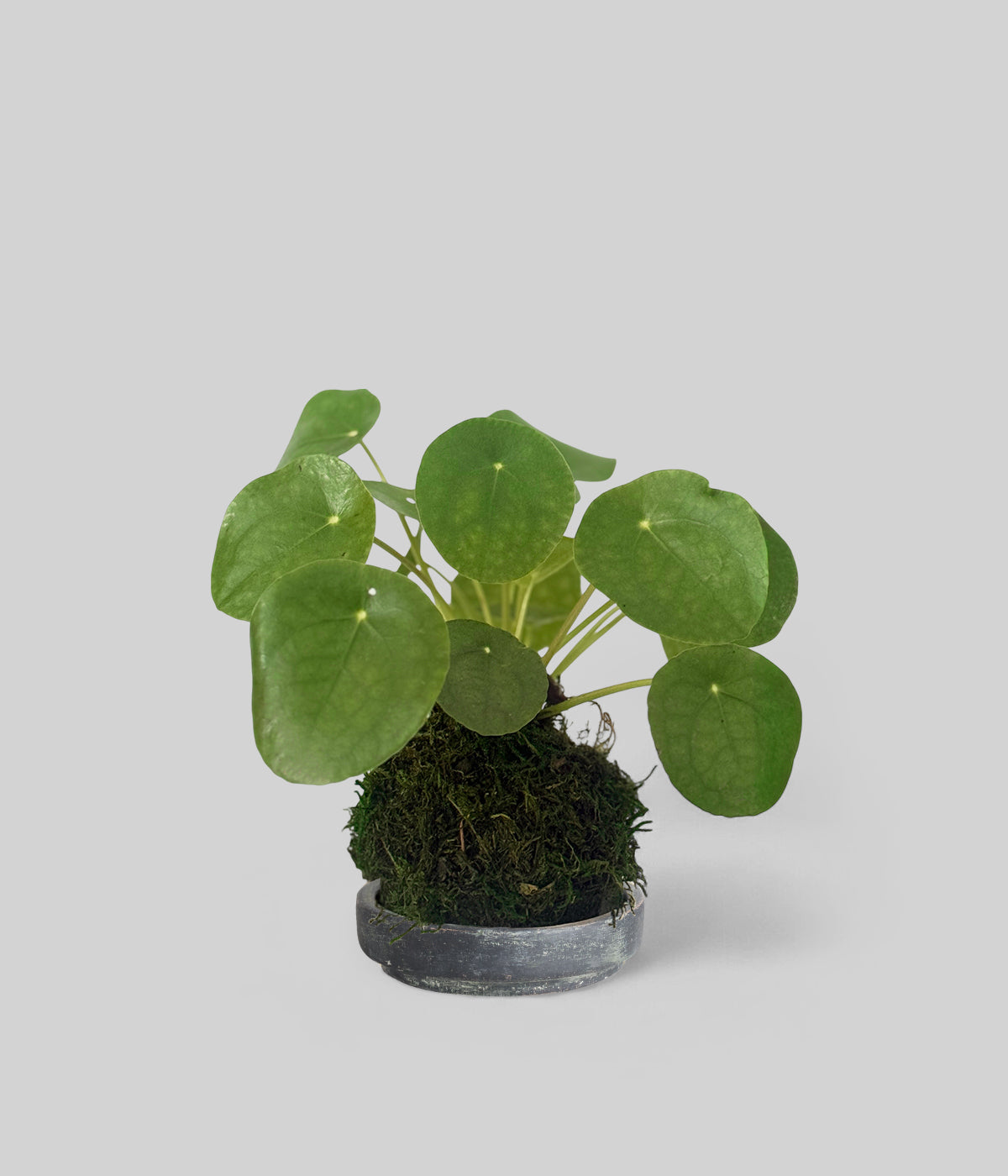 Pilea Peperomioides Kokedama