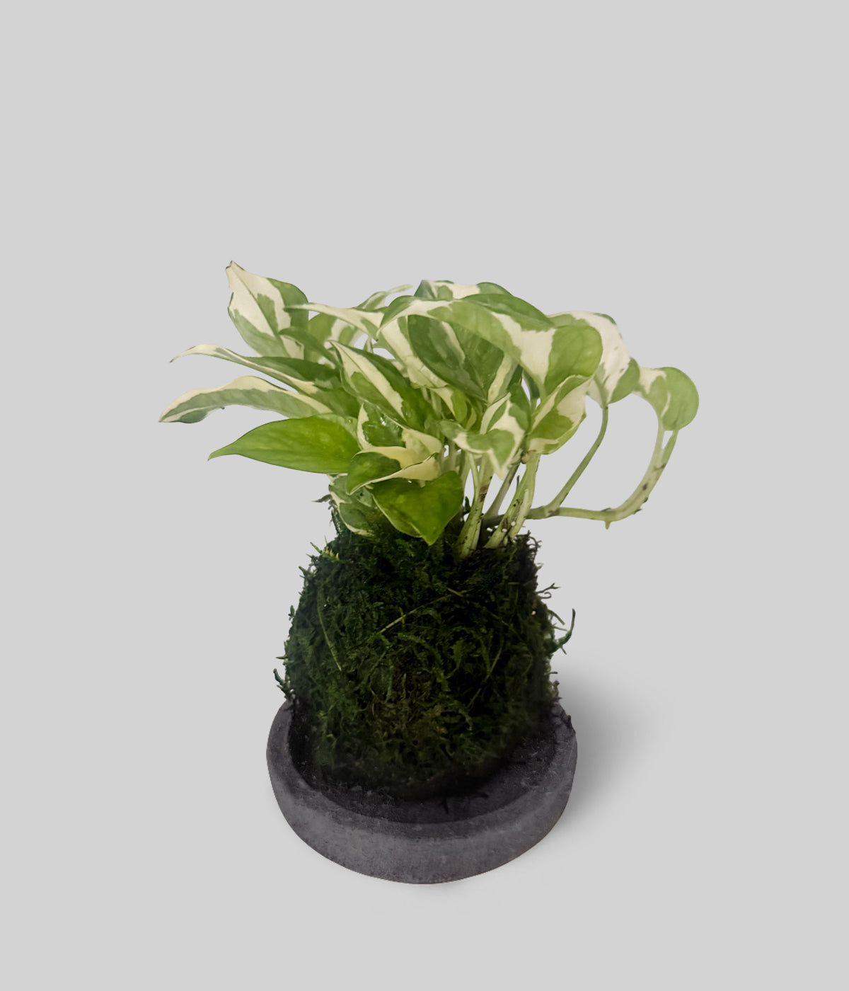 Pearls & Jade Pothos Kokedama