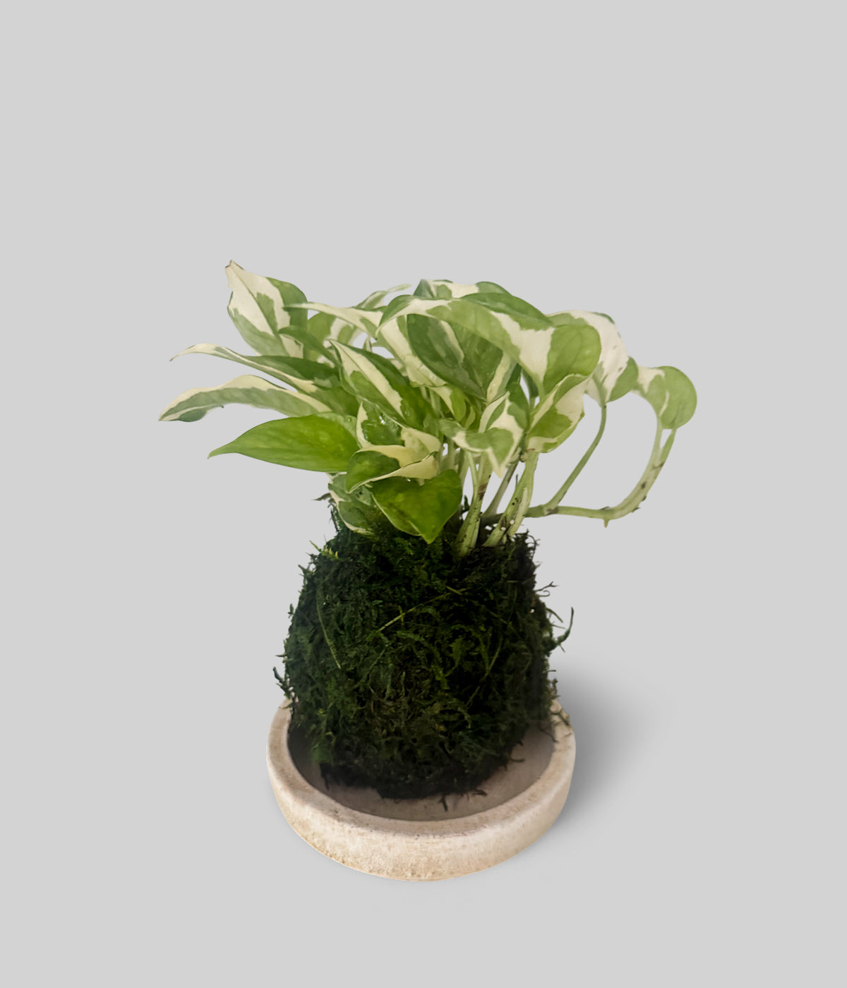 pearls and jade kokedama