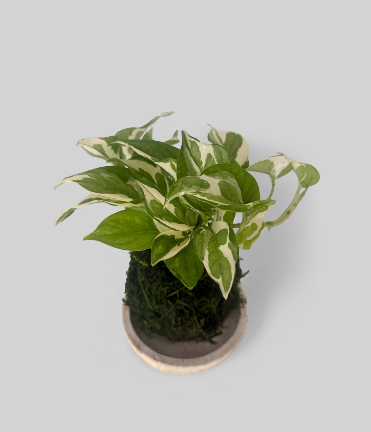 pothos pearls and jade