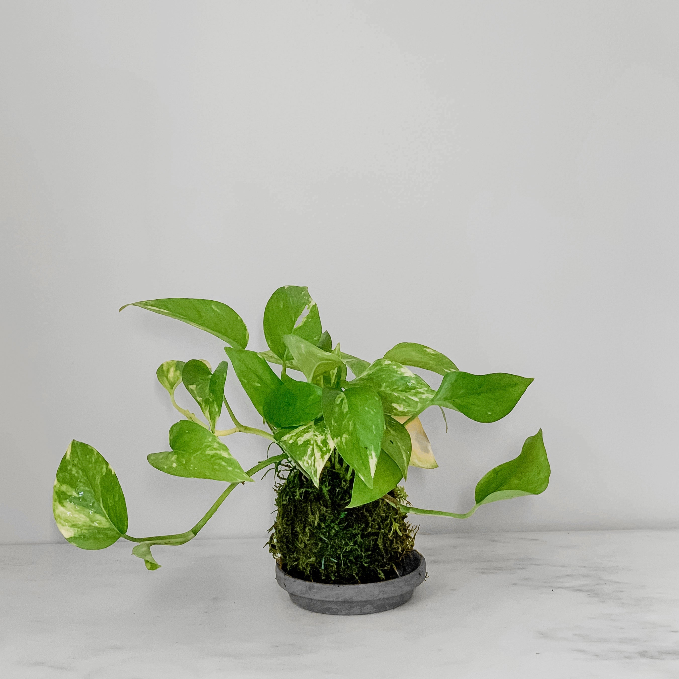 Pothos Golden Kokedama