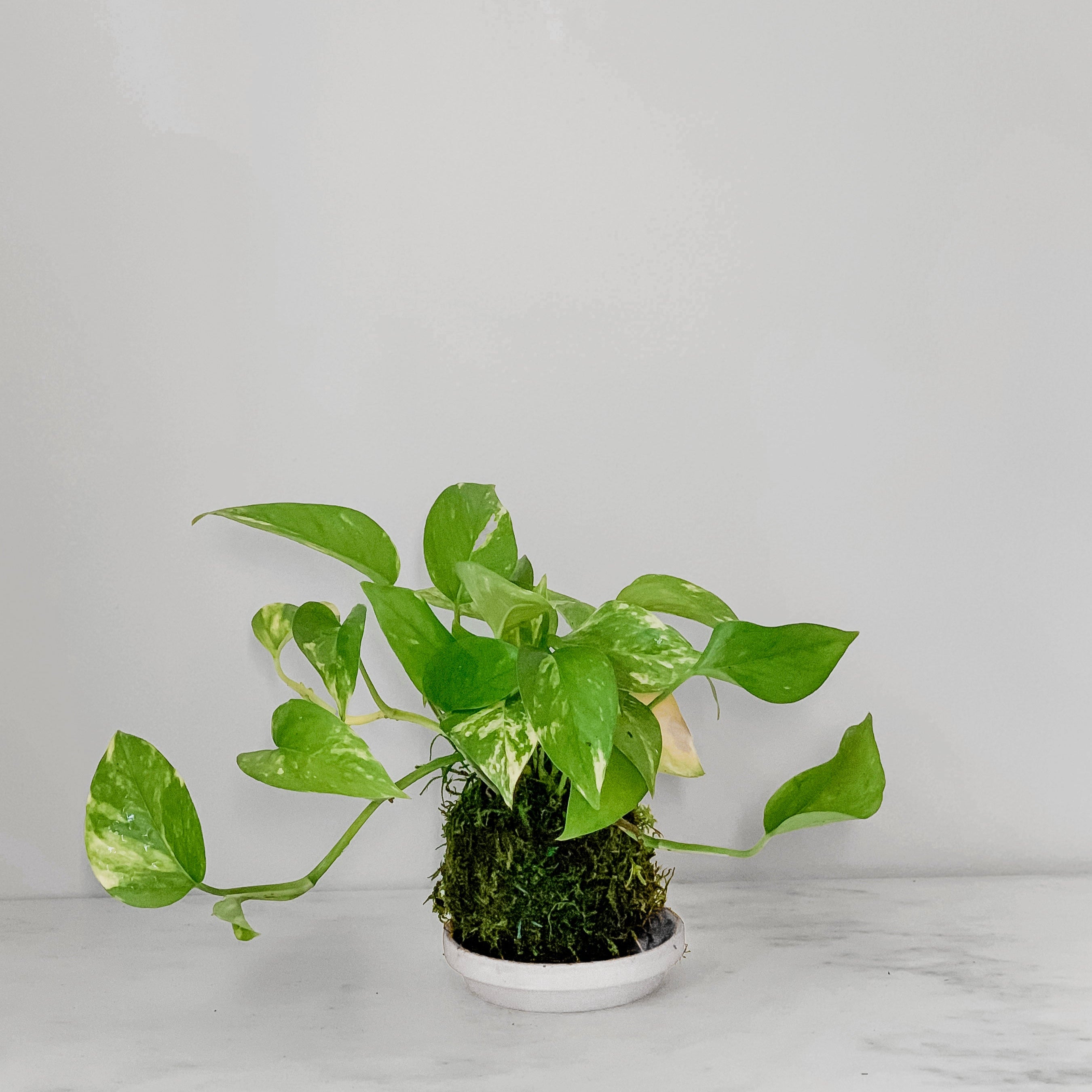 Pothos Golden Kokedama