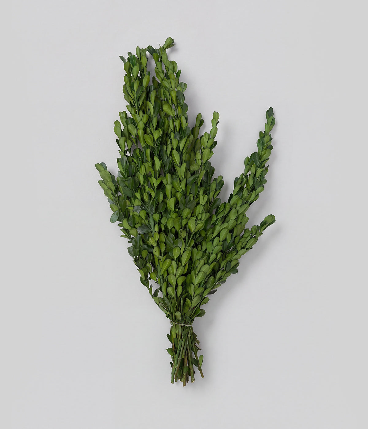 Bundle of preserved boxwood stems with glossy green leaves on a gray background