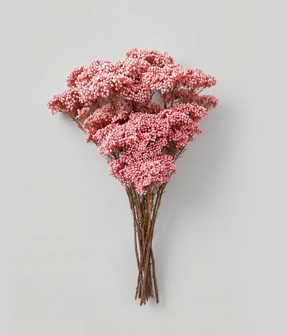Preserved pink rice flower bunch with tightly clustered blooms on natural stems