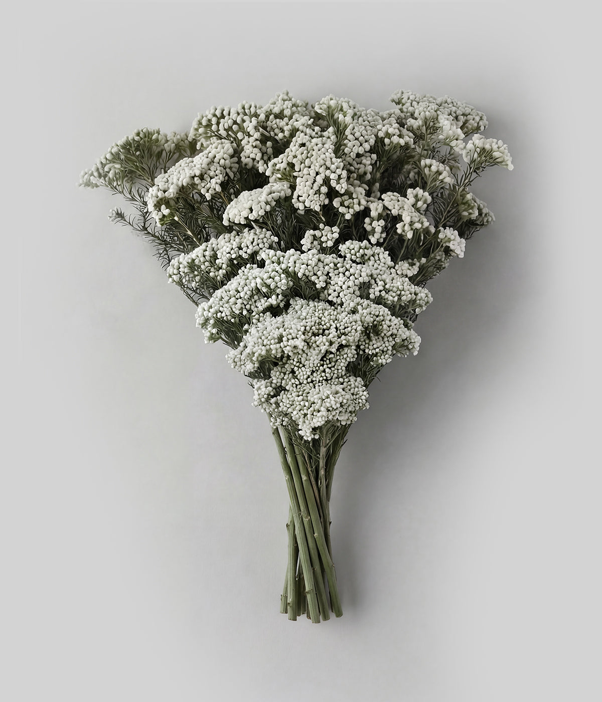 Preserved white rice flower bundle with dense rounded heads on gray background