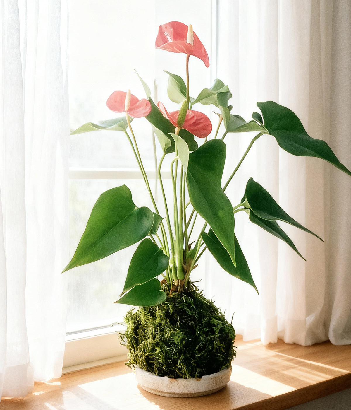 Red Anthurium Kokedama