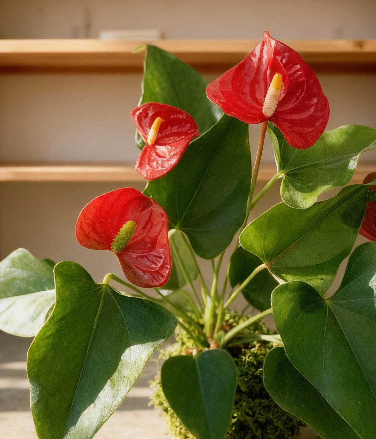 Red Anthurium Kokedama