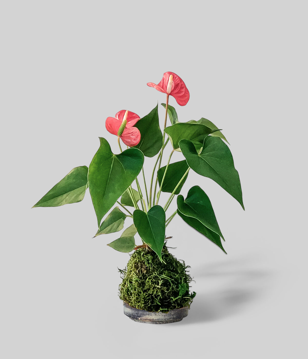 Red Anthurium Kokedama