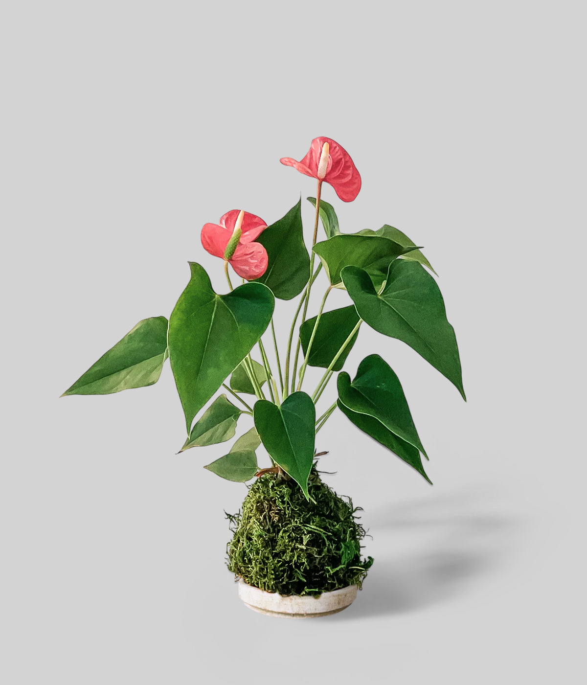 Red Anthurium Kokedama