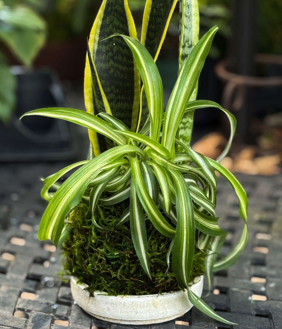 Sansevieria laurentii and spider plant kokedama in a hand-shaped moss ball