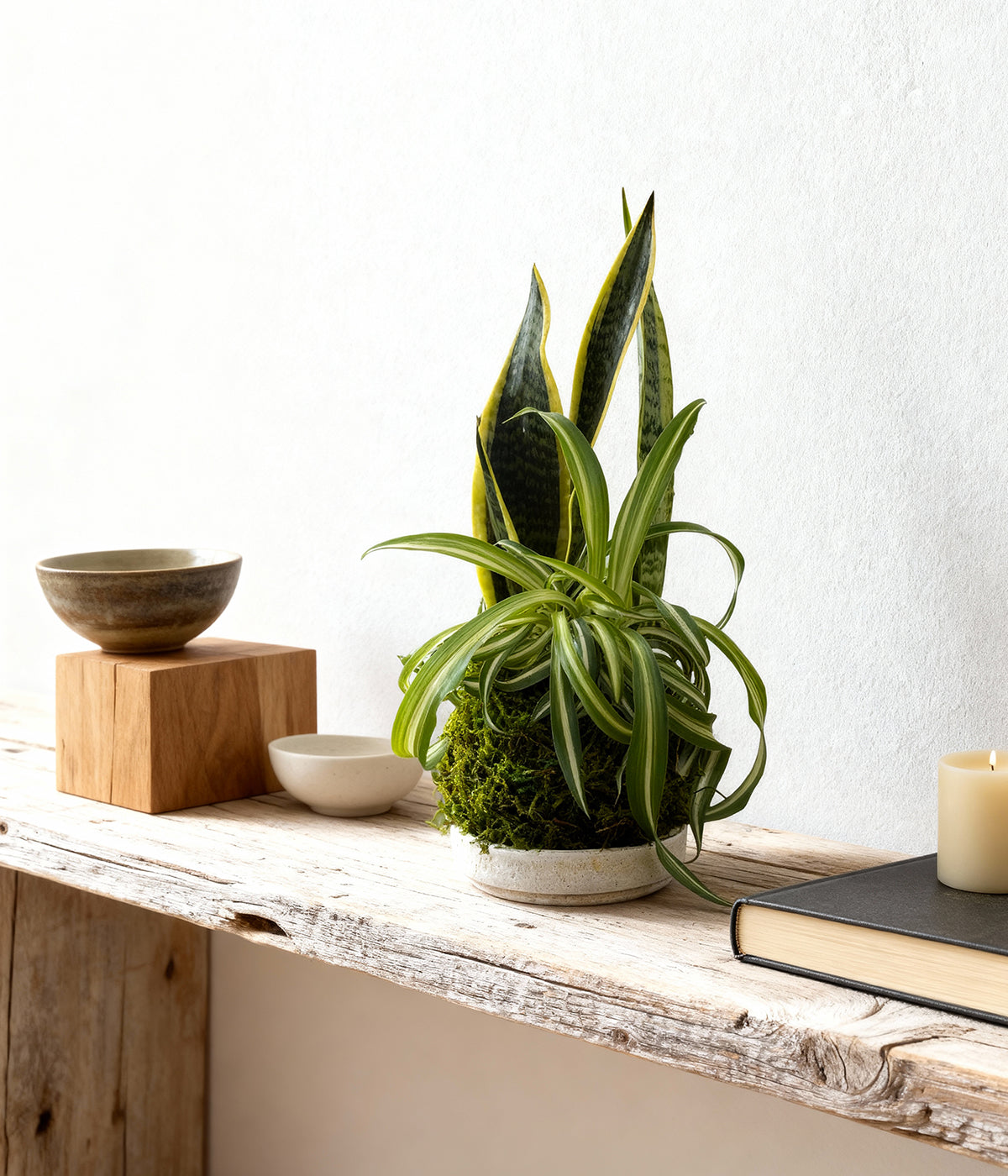 Chlorophytum comosum spider plant and Sansevieria in a moss ball kokedama