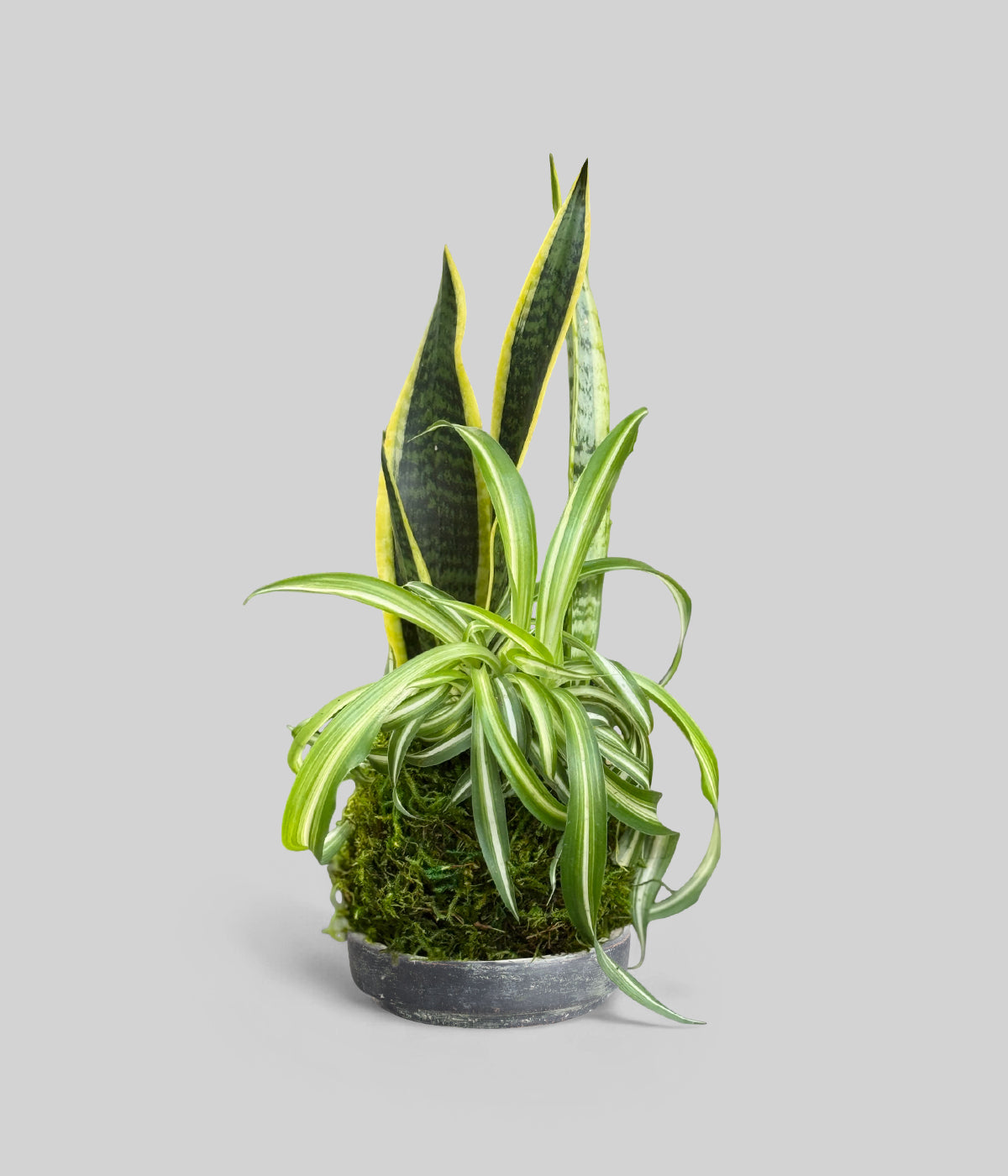 Air purifying indoor plants in a Sansevieria and spider plant kokedama