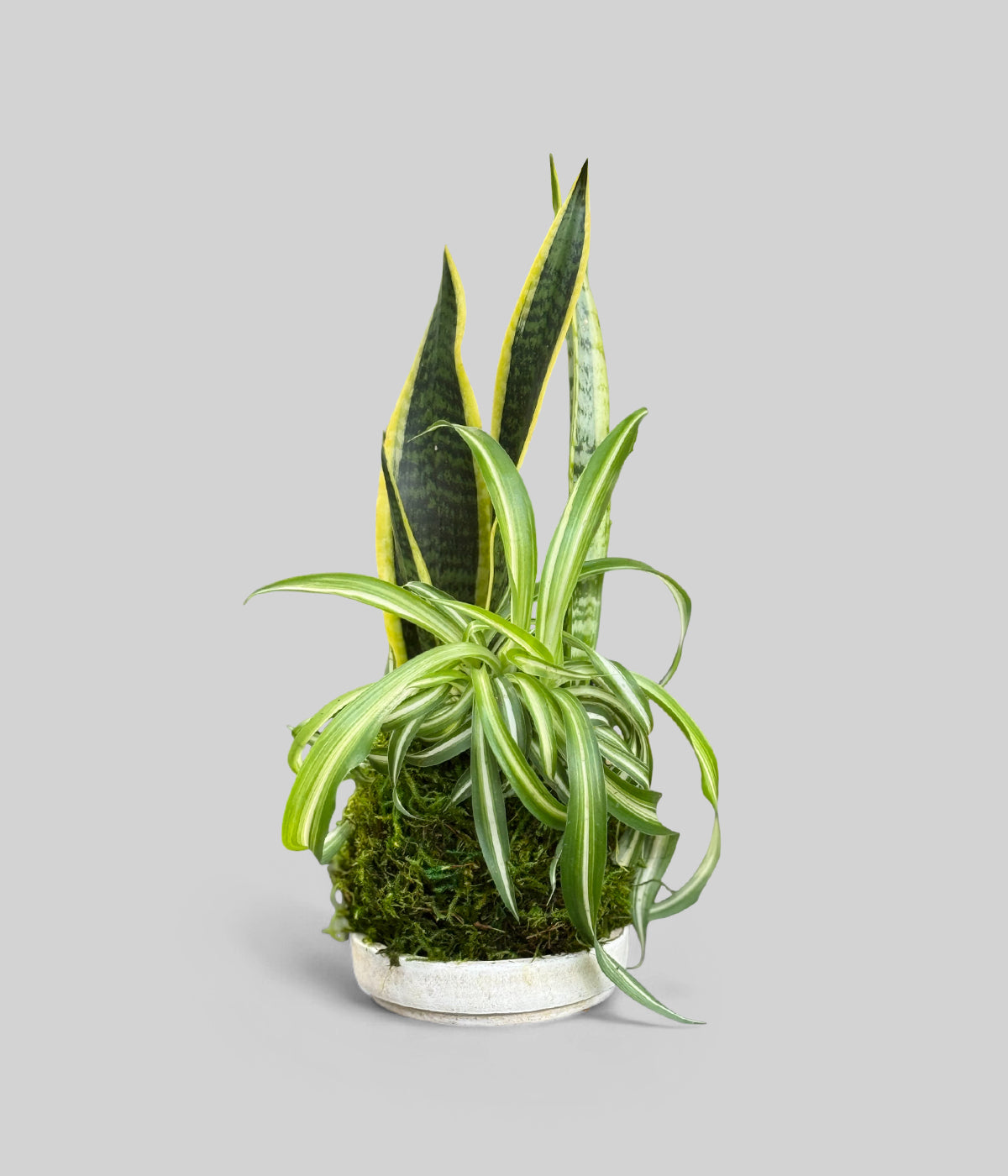 Spider plant kokedama with Sansevieria in a moss ball by Bloomist