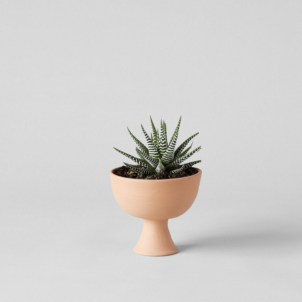 Goblet Terra Cotta Planter - Bloomist