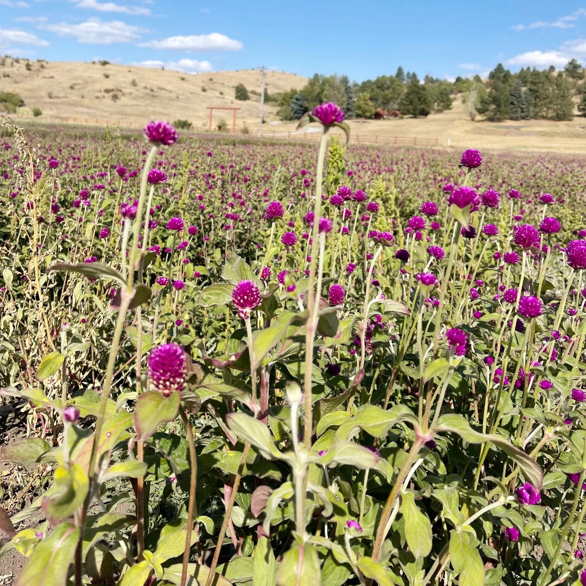 Purple globe amaranth field on USA farm for Solene dried bouquet