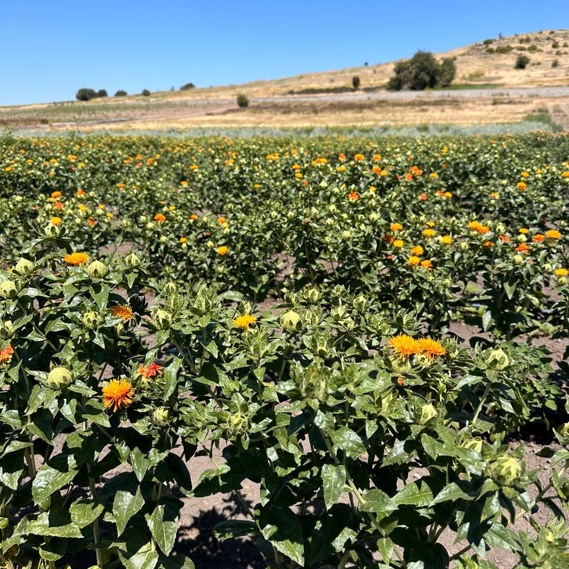 Orange safflower field on USA farm where Solene botanicals are grown