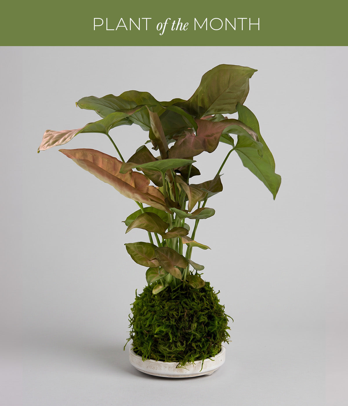 Strawberry cream plant in a hand-formed kokedama moss ball