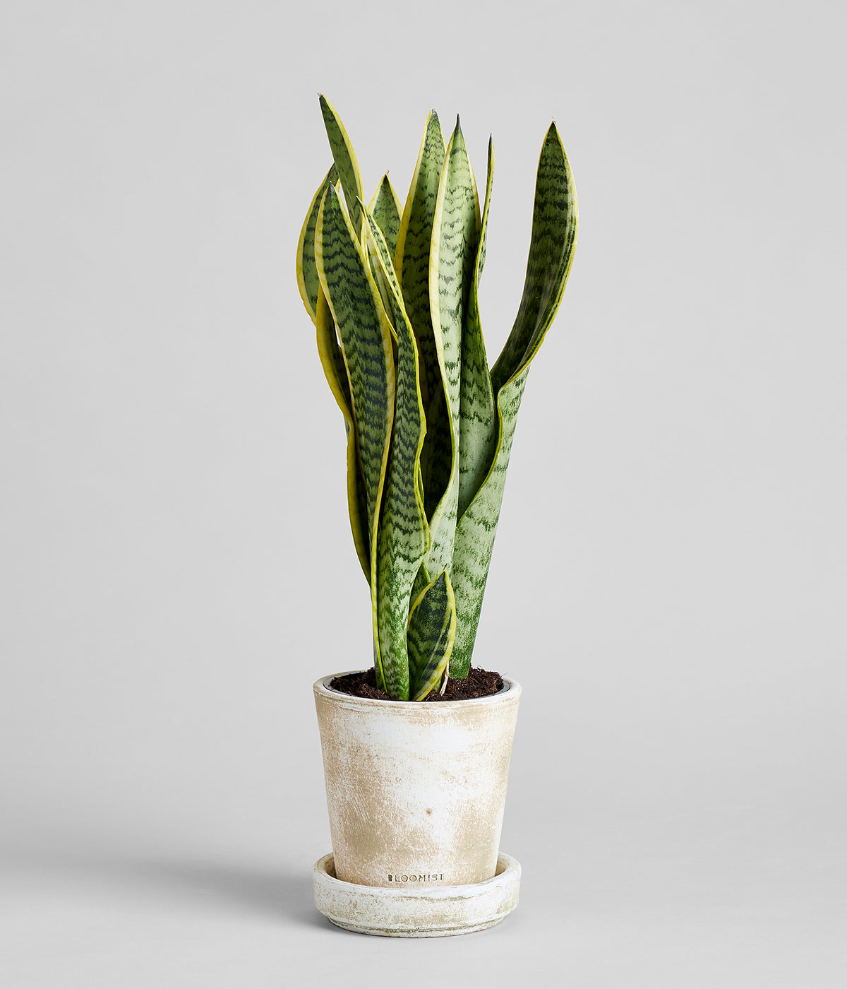 Textured white terra cotta planters handmade in Sabanagrande ideal for thoughtful gardeners