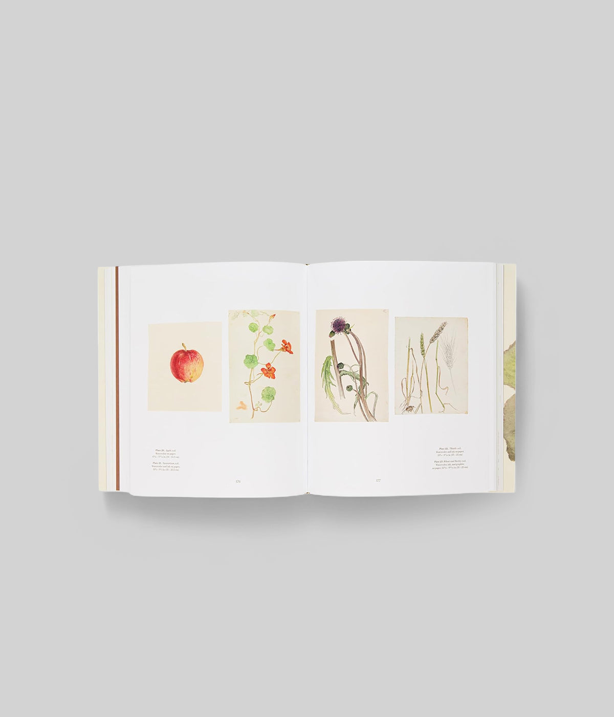 Swedish Botanical Illustration by Hilma af Klint showing flower study in pencil and watercolor