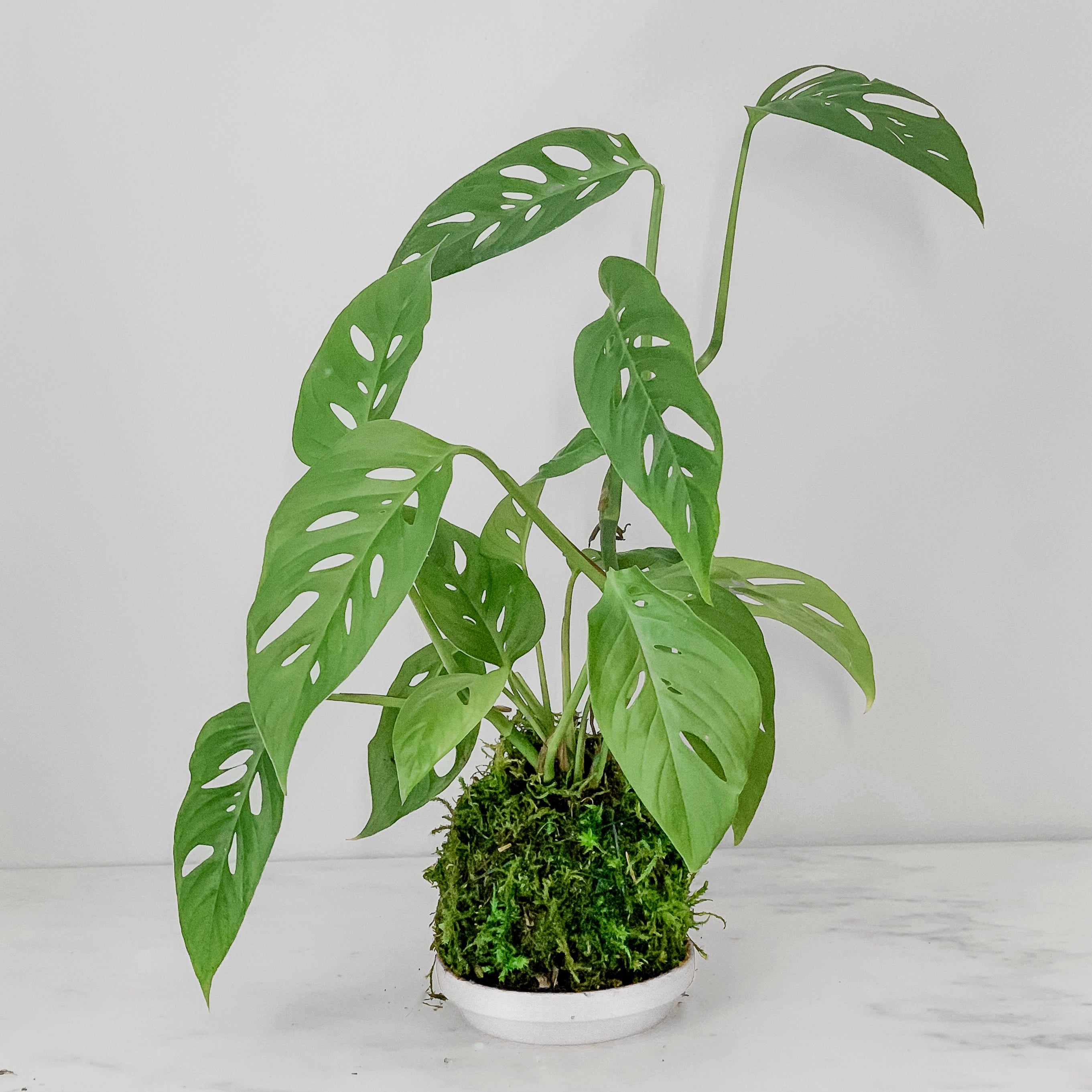 Monstera Swiss Cheese Kokedama