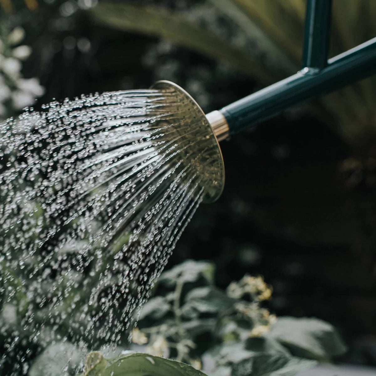 2 gallon water can with fast pour spout and balanced grip for larger garden beds and containers
