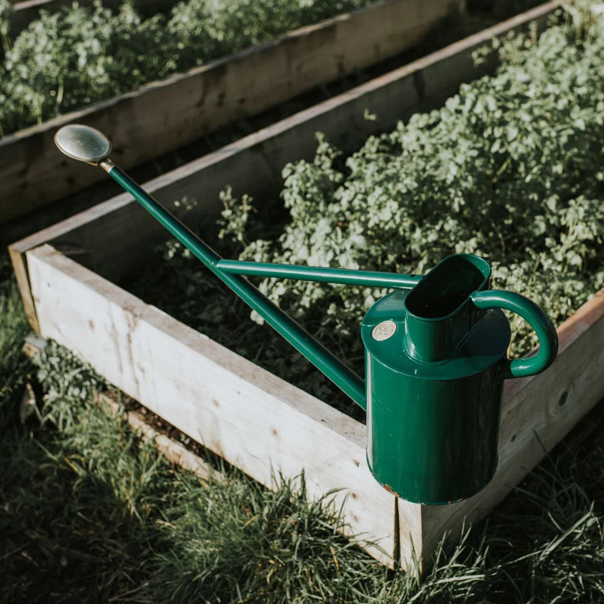 Haws Warley Fall watering can in green galvanized steel with 10-year guarantee