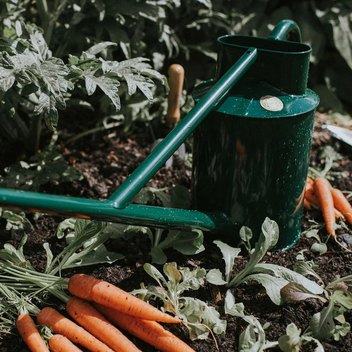 Watering can green in color with fine rose and downspout, perfect for hanging baskets