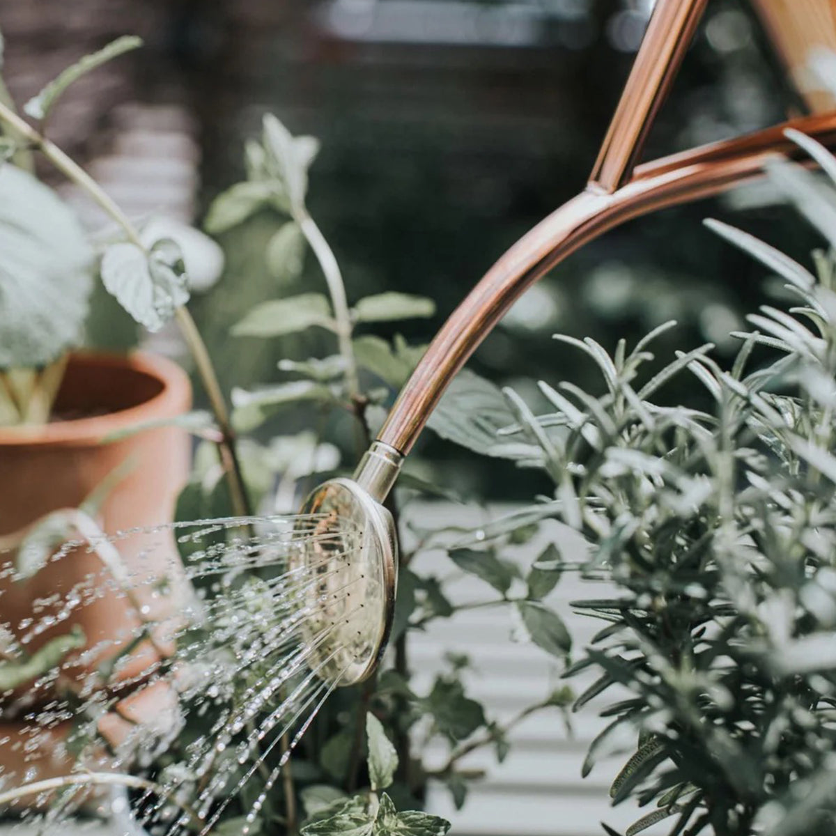 Haws copper watering can handcrafted in England with fine rose and timeless indoor design