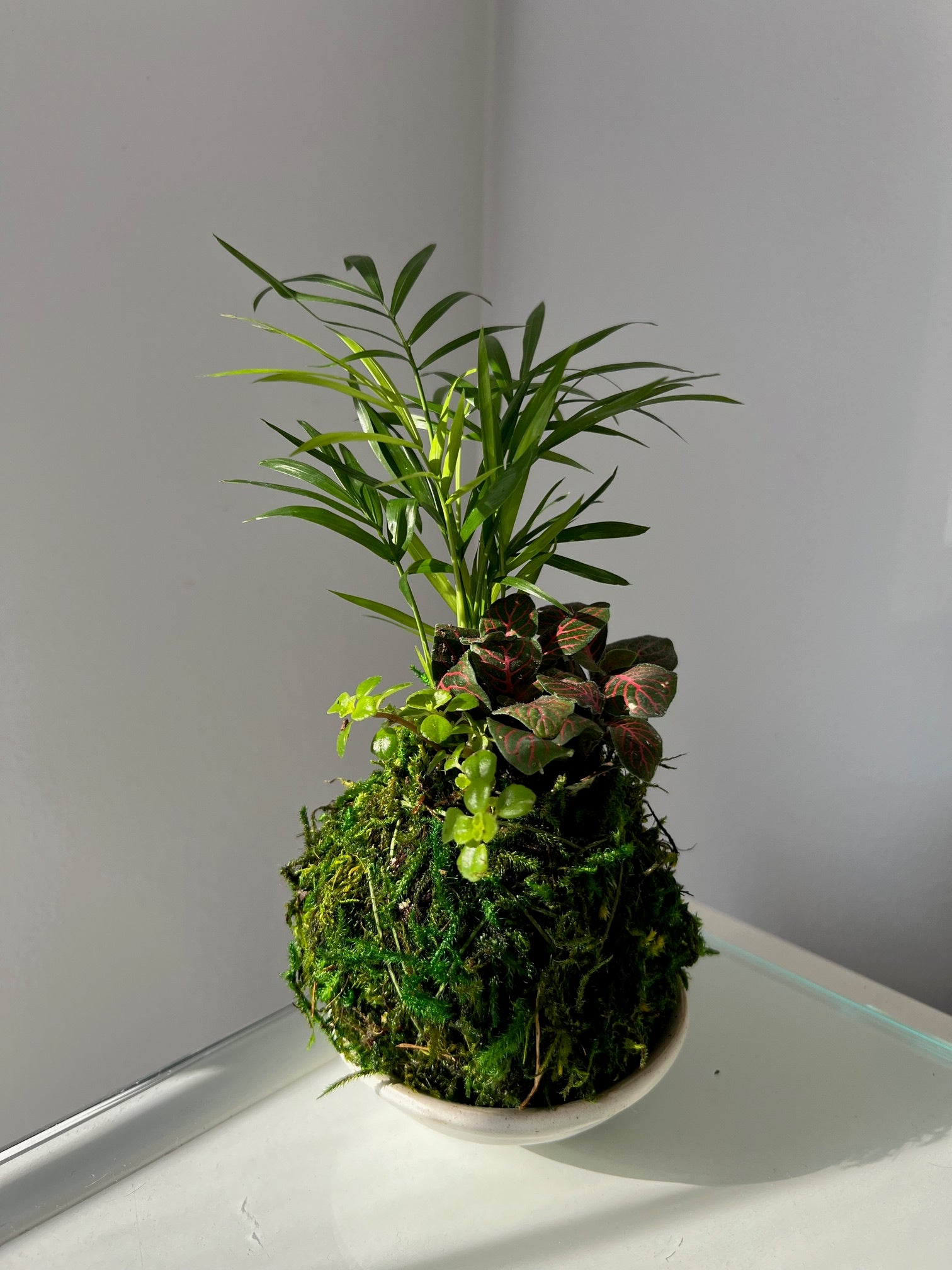 Mini Tre Combo Kokedama