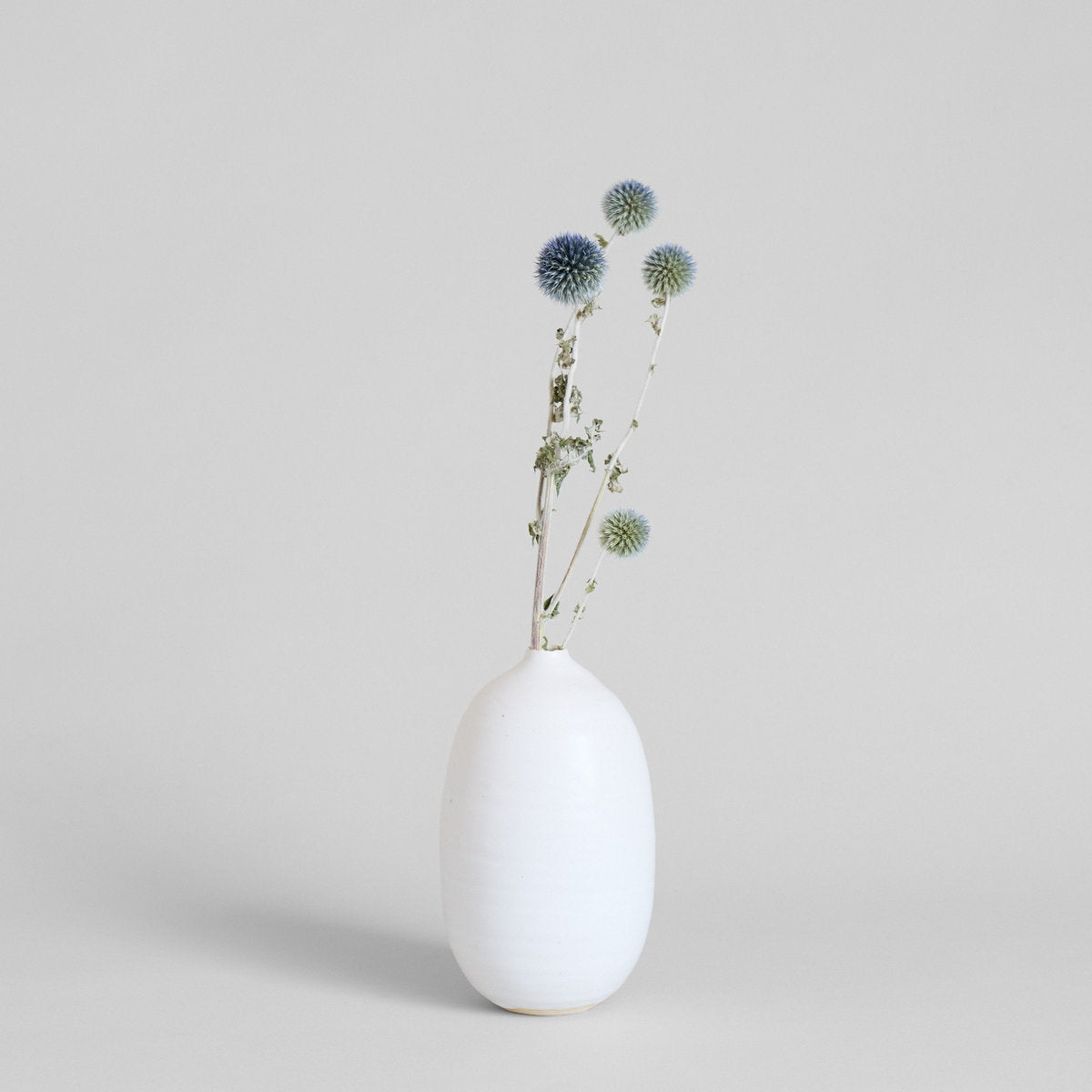 Globe Thistle - Bloomist