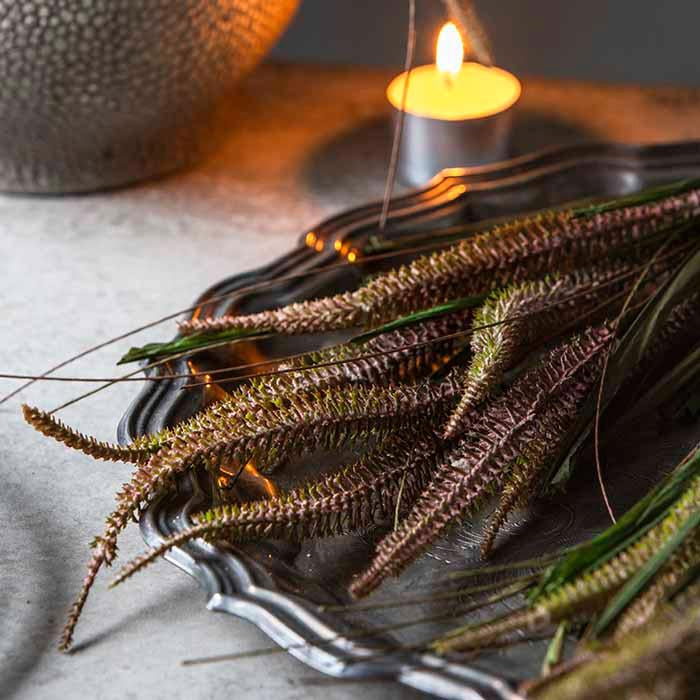 Veronica Bunch Dusk Decor

