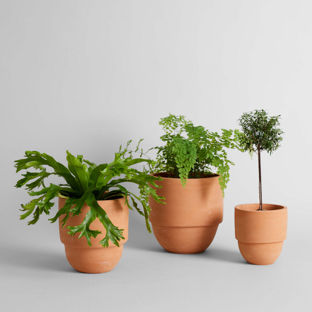 Big Cuff Planter - Bloomist