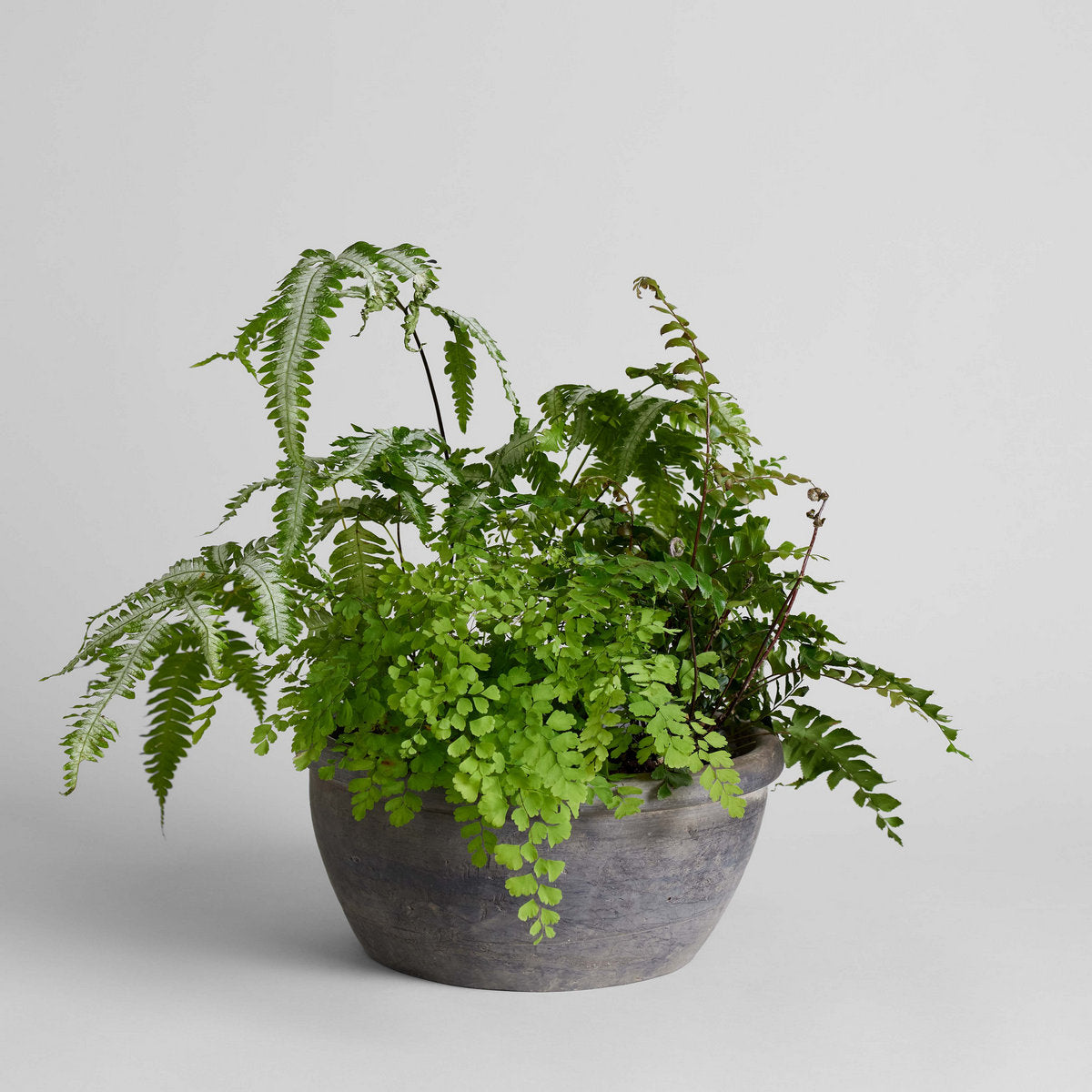 Vintage Grey Planter - Bloomist