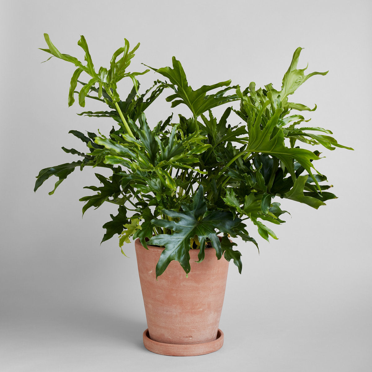 Studio Planter, Whitewash - Bloomist