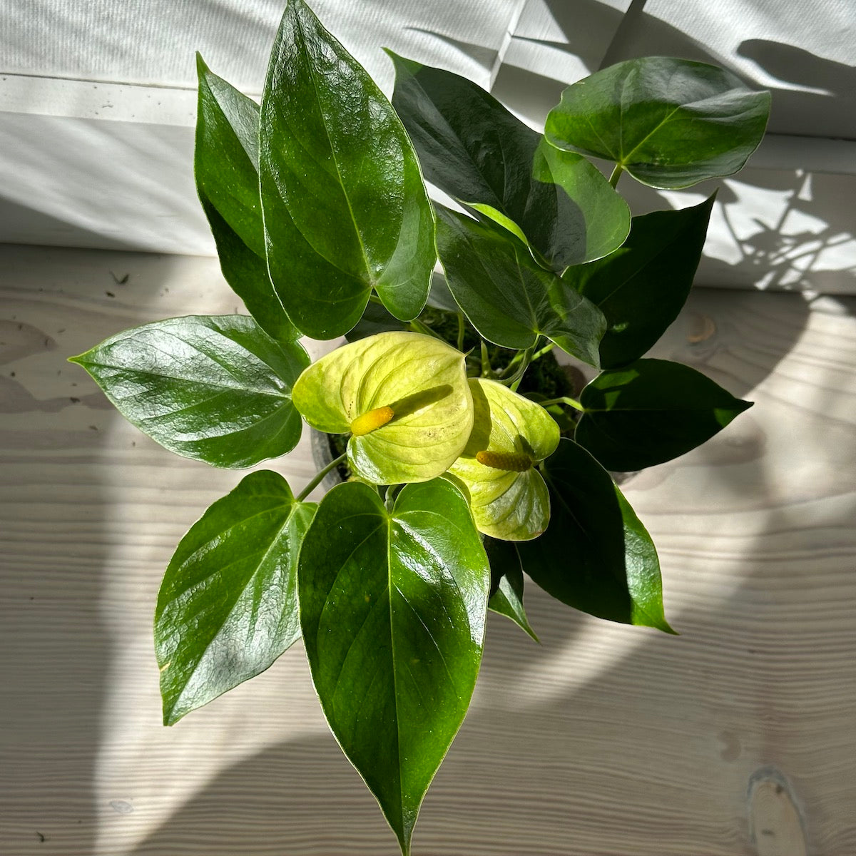 White Anthurium, Potted - Bloomist