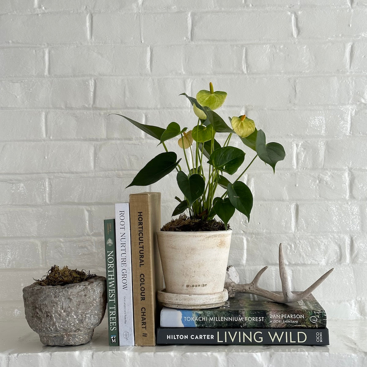 White Anthurium, Potted - Bloomist