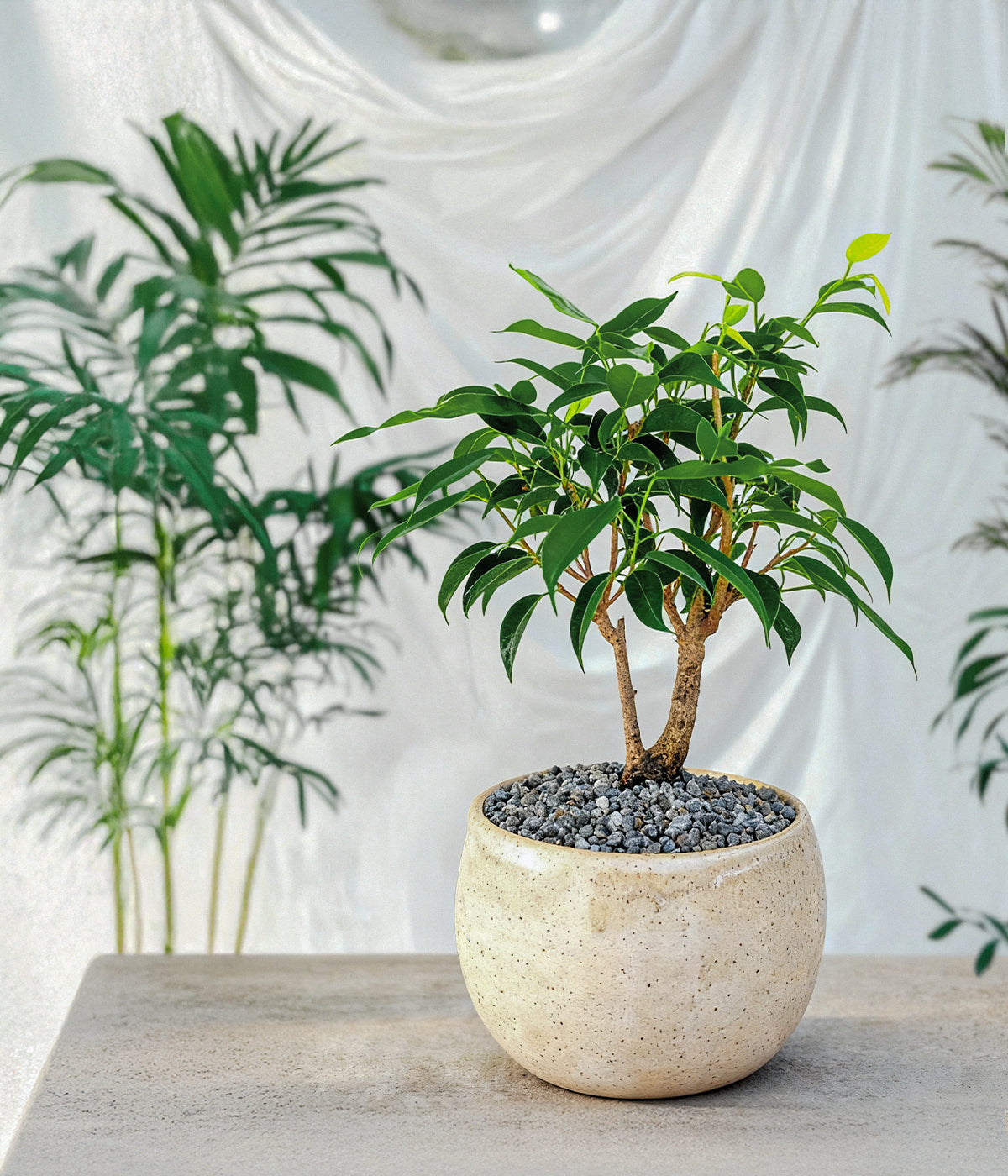 dwarf tree with slim trunk and airy canopy for shelves and desk spaces