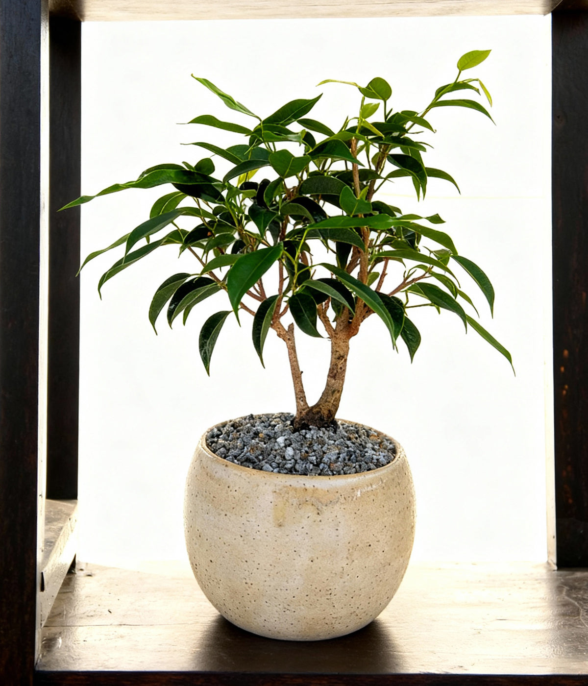 small ficus tree in handmade speckled vessel for bright rooms and natural home styling
