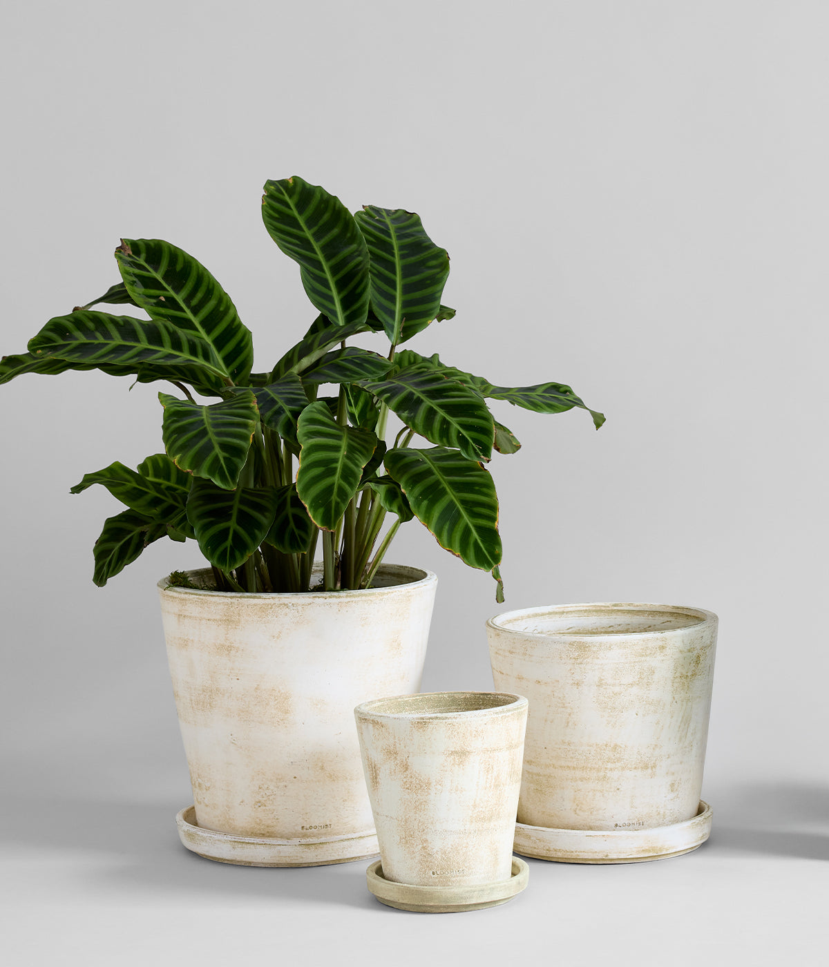 Oversized terracotta planters with trays for indoor and outdoor use