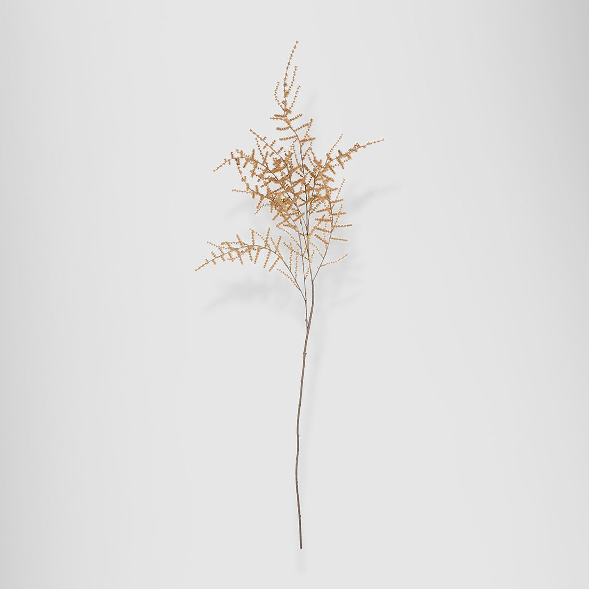 artificial asparagus fern desert
