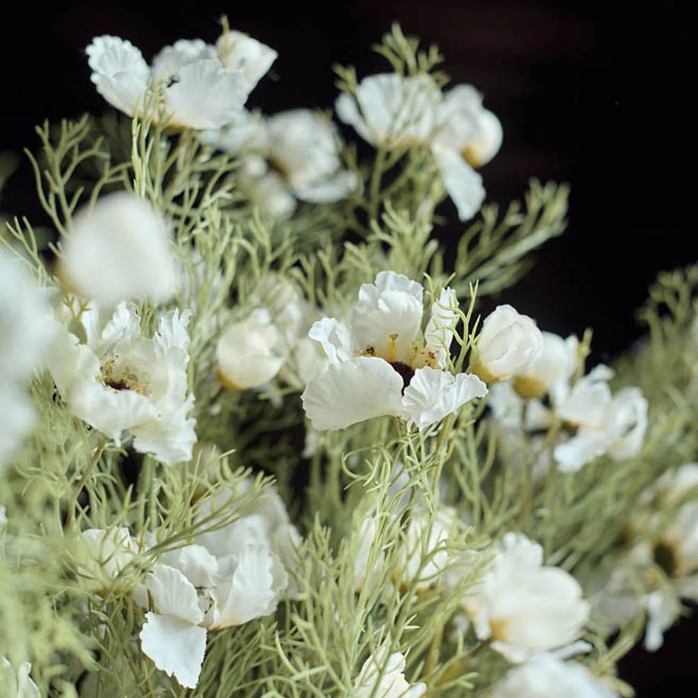 delicate cream cosmos
