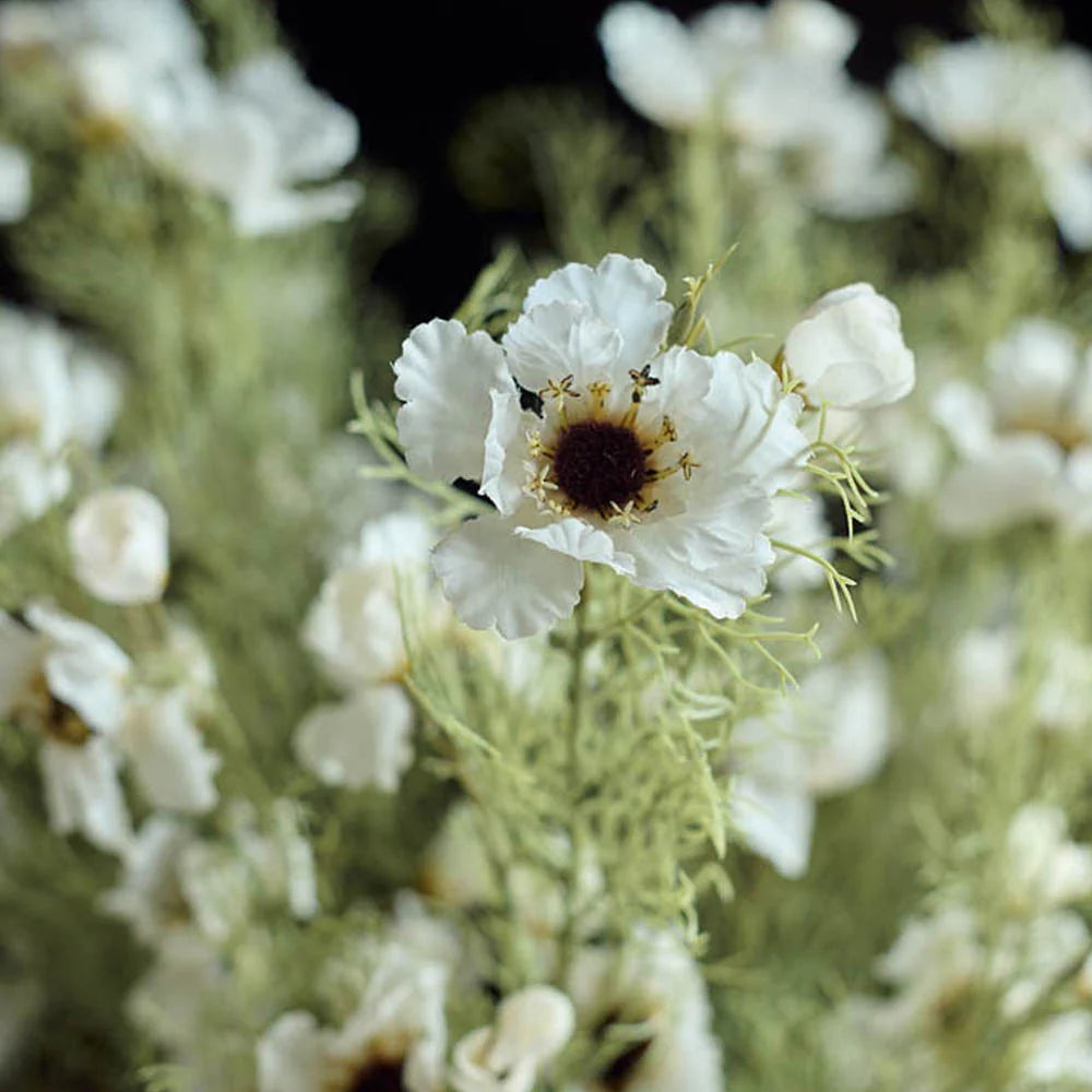 cream shade cosmos flower